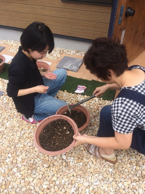 【鉢植え】お花を植えました♪♪