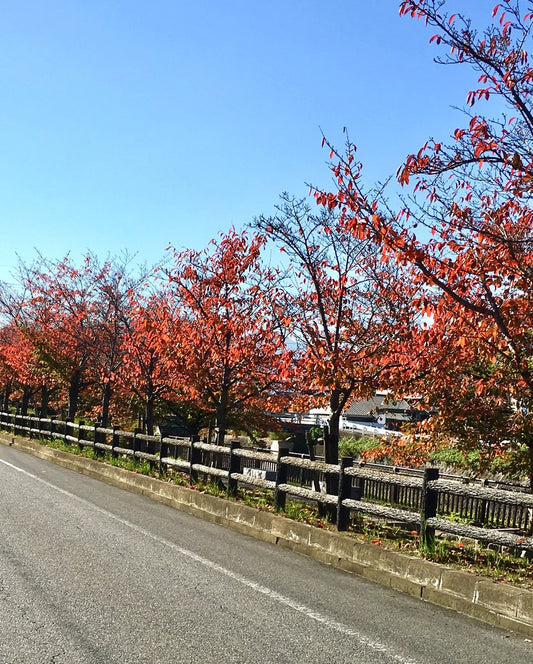 工房近くの紅葉する桜並木。