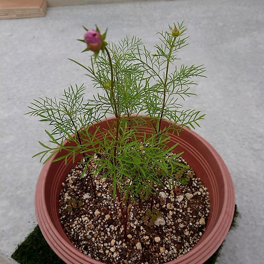 【工房鉢植】コスモスの成長