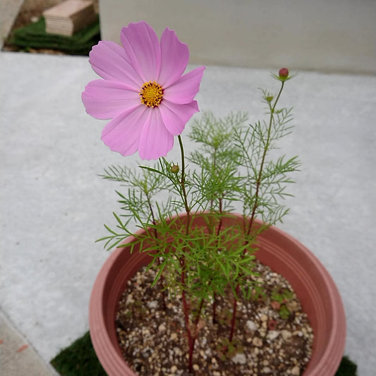 【工房鉢植え】コスモスついに・・・
