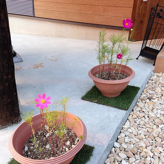 【工房鉢植え】コスモスの開花・・・