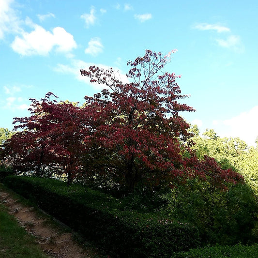 秋の紅葉はじめ