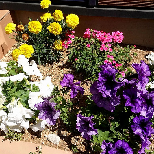 暑さに負けず　お花急成長！！