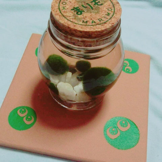 【工房教室】マリモちゃんの専用台