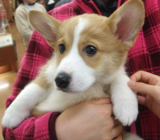 我が家の愛娘です。